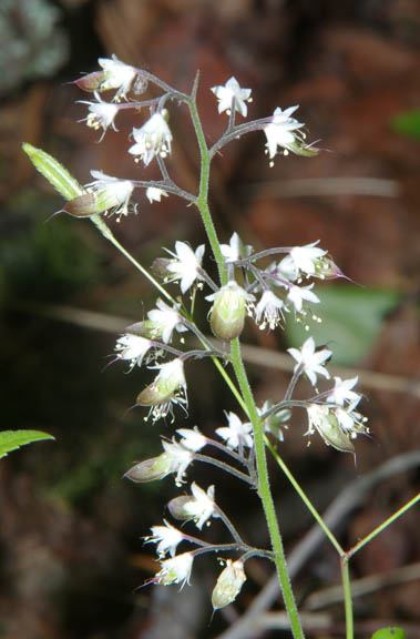 Tiarella trifoliata v. unifoliata